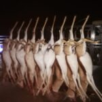 WhatsApp Image 2023-07-04 at 10.16.29